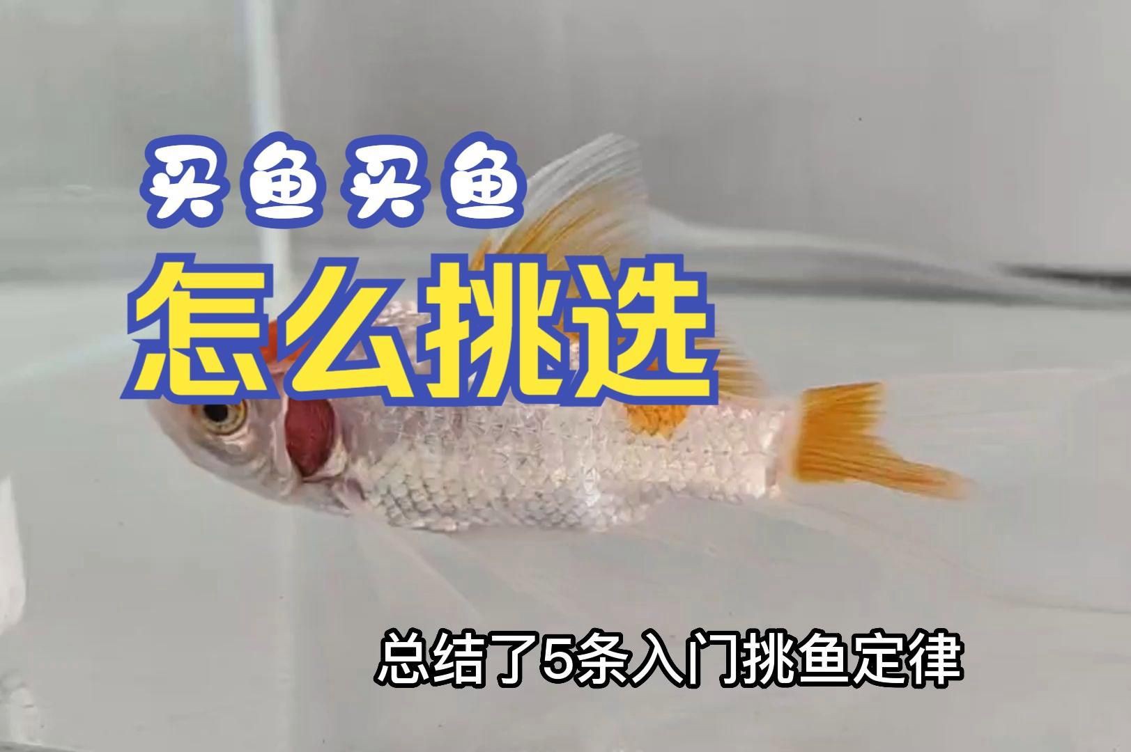 如何辨別觀賞魚(yú)健康狀況