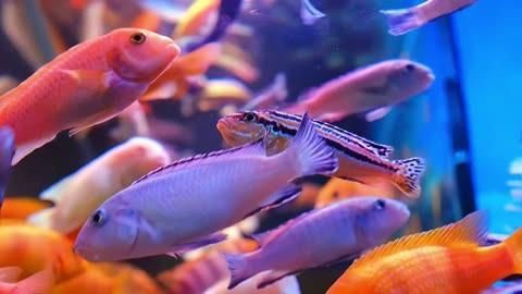如何辨別觀賞魚(yú)健康狀況