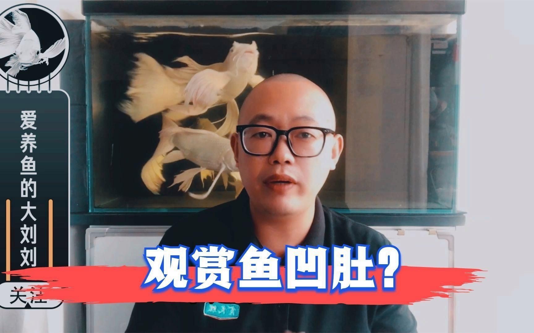 如何辨別觀賞魚(yú)健康狀況