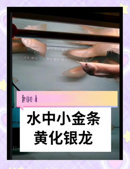 金色銀龍魚價格多少錢一條圖片