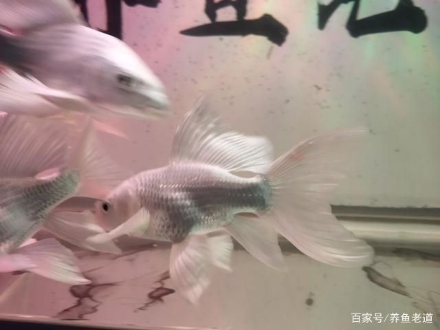 如何挑選高品質龍鳳鯉：如何挑選高品質的龍鳳鯉