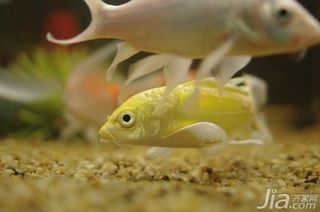 如何挑選高品質龍鳳鯉：如何挑選高品質的龍鳳鯉