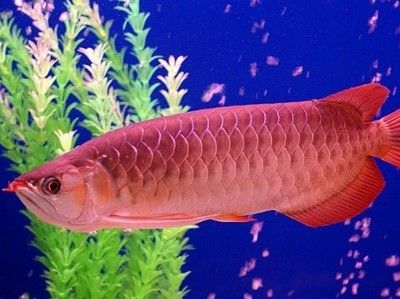 中國最貴金龍魚排名第一：中國最貴的金龍魚排名第一