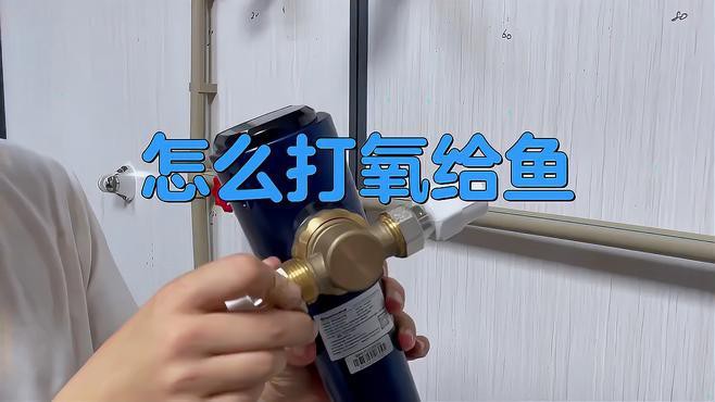 捕捉后如何快速給金龍魚充氧？