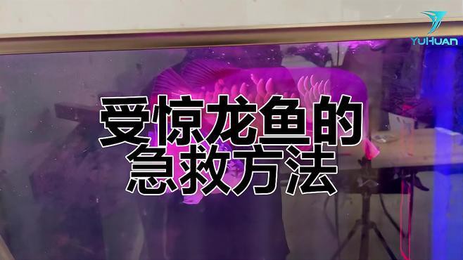 捕捉后如何快速給金龍魚充氧？