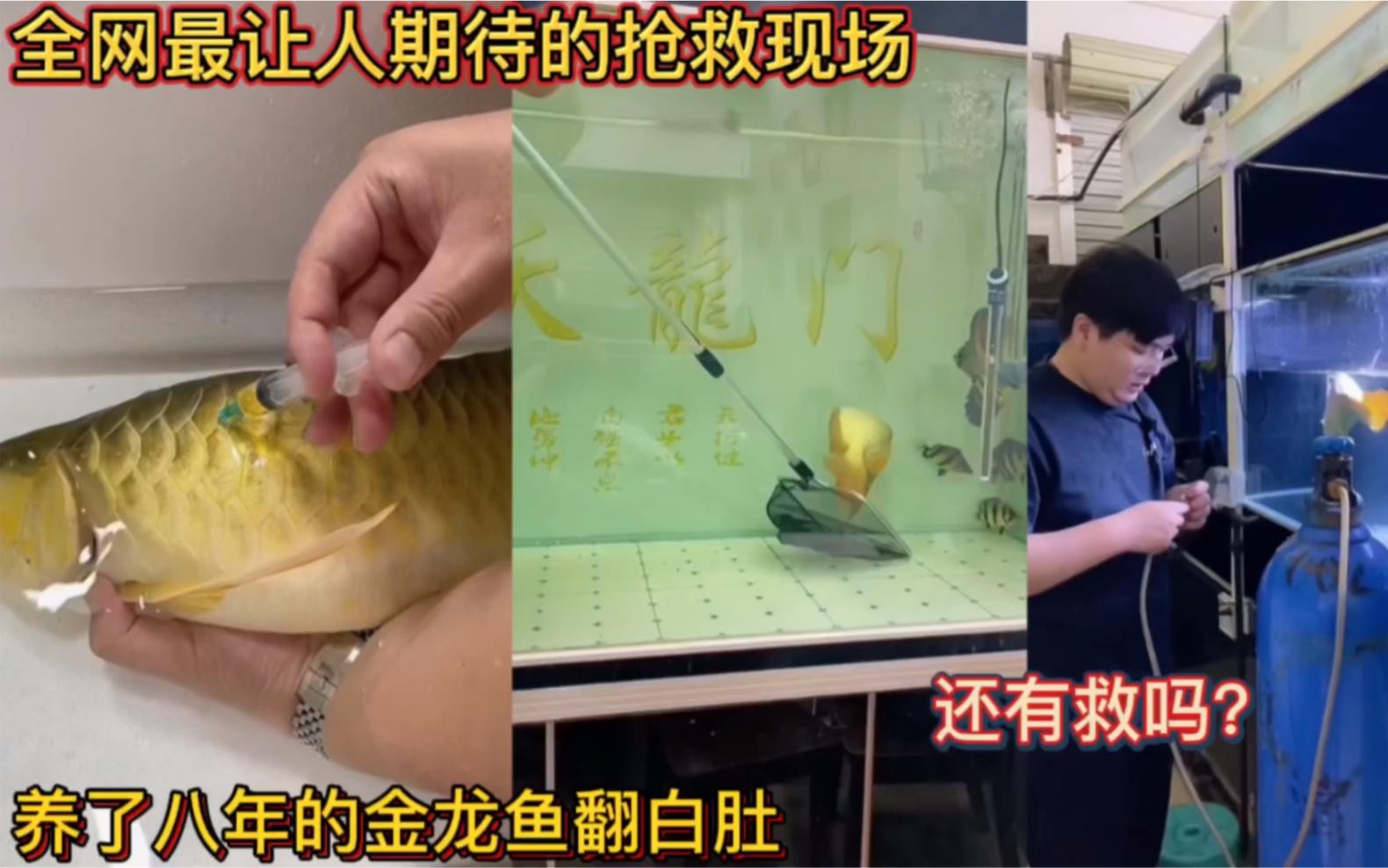 捕捉后如何快速給金龍魚充氧？