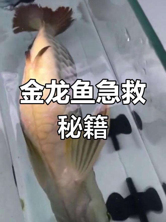 捕捉后如何快速給金龍魚充氧？