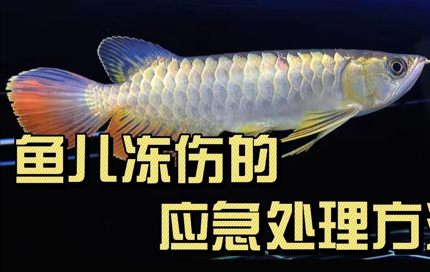 捕捉后如何快速給金龍魚充氧？