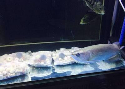 澳洲星斑龍魚：澳洲星斑龍魚的飼養技術