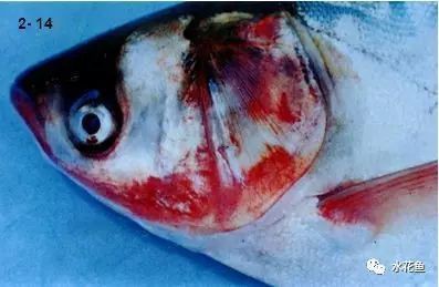 魚充血的死亡率有多高？