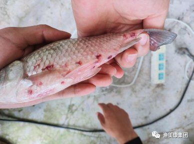 魚充血的死亡率有多高？