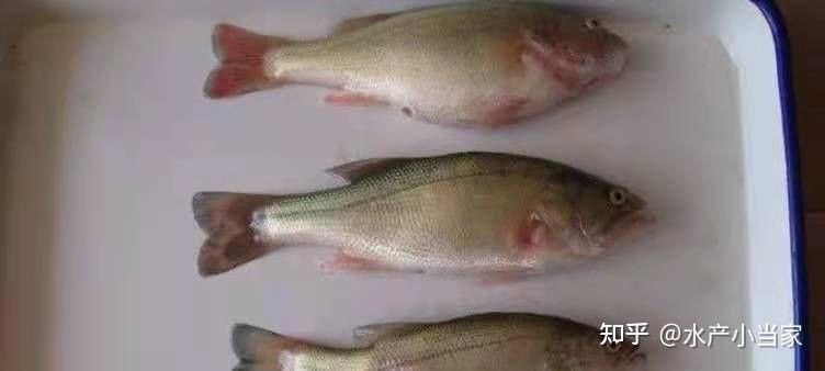 魚充血的死亡率有多高？