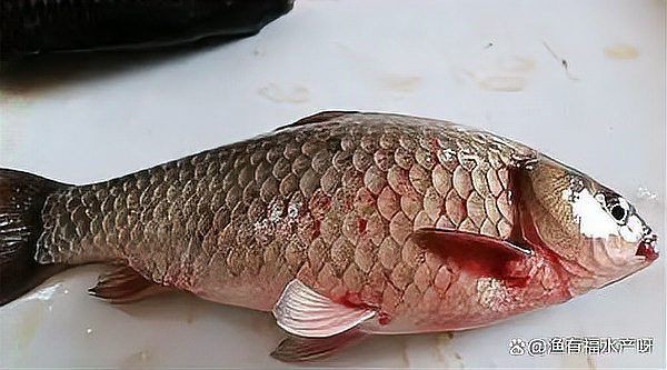 魚充血的死亡率有多高？