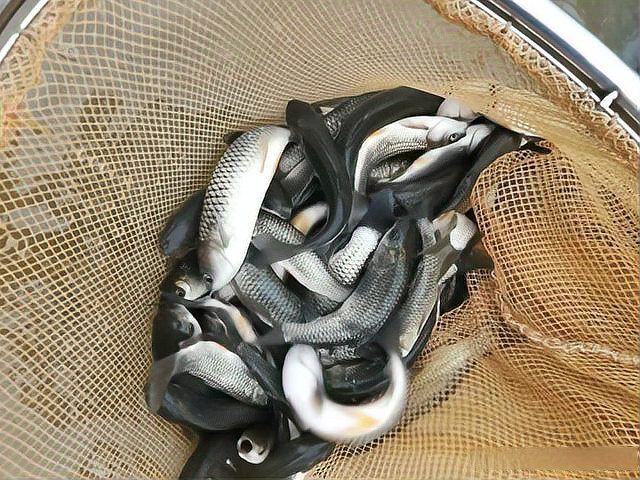 魚充血的死亡率有多高？