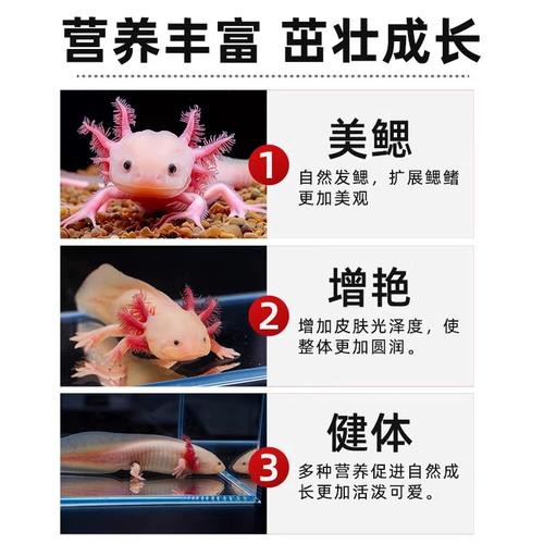 恐龍魚吃什么魚糧比較好