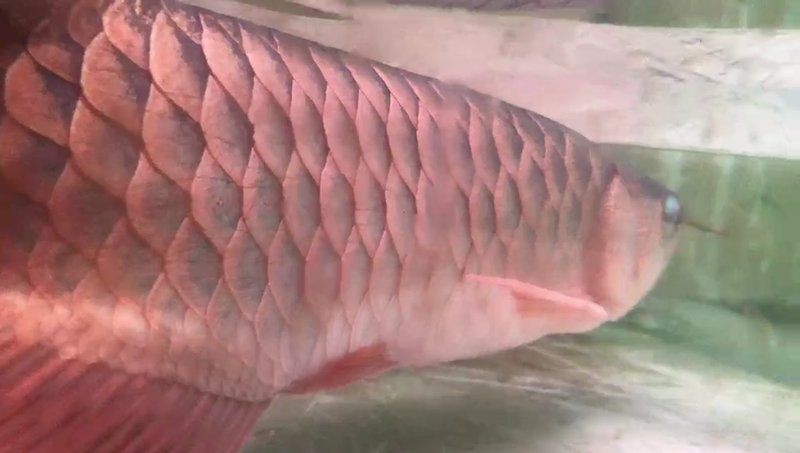 詳細介紹一下龍魚黑鱗立鱗的癥狀表現