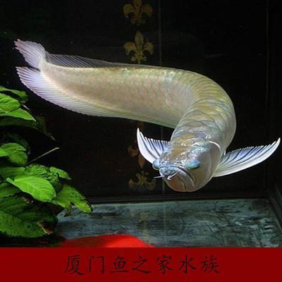 龍魚之家論壇沒有了嗎（哪些水族論壇可以作為替代選擇？）