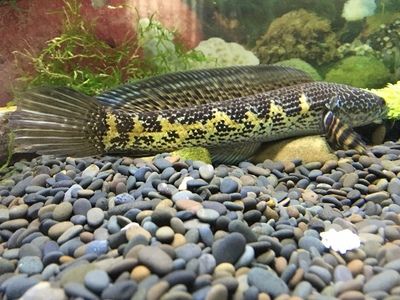 黃金眼鏡蛇雷龍魚怎么養（如何飼養黃金眼鏡蛇雷龍魚）