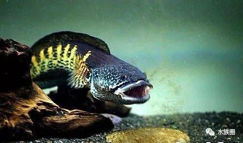 黃金眼鏡蛇雷龍魚怎么養（如何飼養黃金眼鏡蛇雷龍魚）