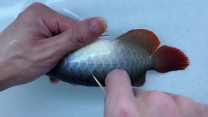 龍魚怎么去除寄生蟲視頻：如何去除龍魚身上的寄生蟲