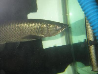 金點(diǎn)龍魚和星點(diǎn)龍魚的區(qū)別是什么意思：金點(diǎn)龍魚和星點(diǎn)龍魚的區(qū)別