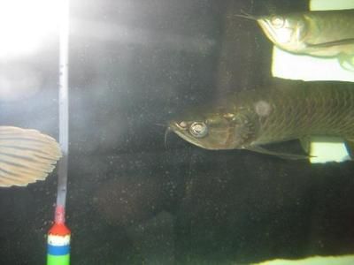 金點(diǎn)龍魚和星點(diǎn)龍魚的區(qū)別是什么意思：金點(diǎn)龍魚和星點(diǎn)龍魚的區(qū)別