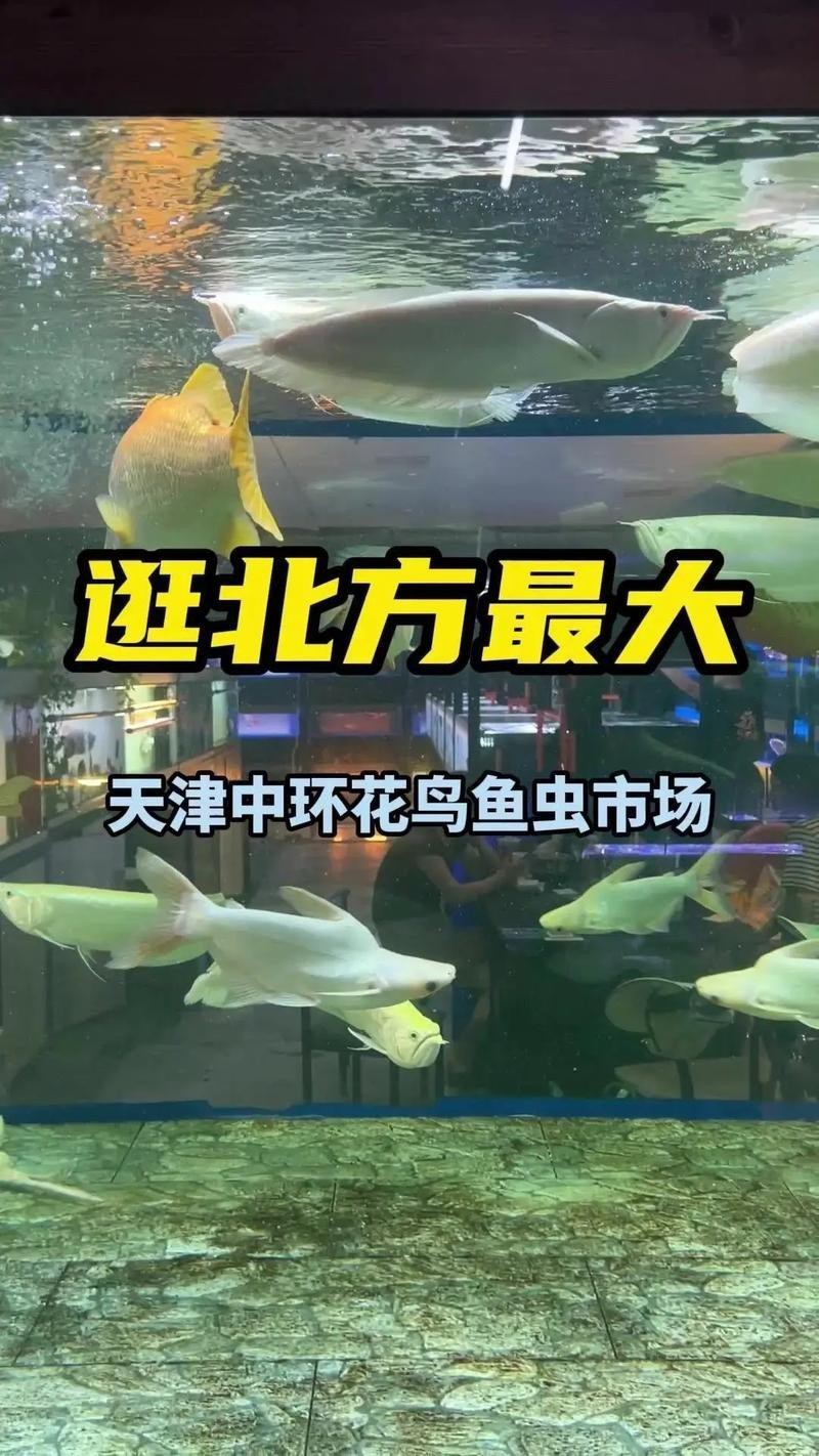 天津哪里賣龍魚比較好吃又便宜