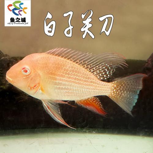 2025年8月祥龍魚(yú)場(chǎng)有哪些新品