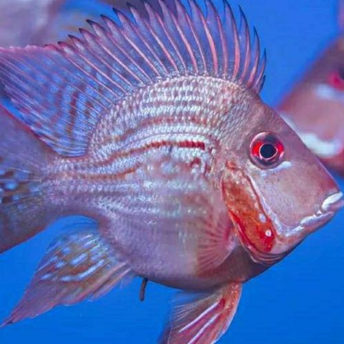 2025年8月祥龍魚(yú)場(chǎng)有哪些新品