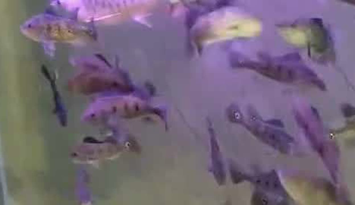 龍魚很多天不開口吃東西了!：如何判斷龍魚水質(zhì)問題，龍魚換季護理要點