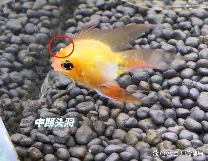 龍魚內寄和外寄如何治療？