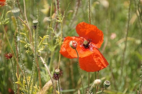 歐柏龍魚缸價格表（歐柏龍魚缸價格）