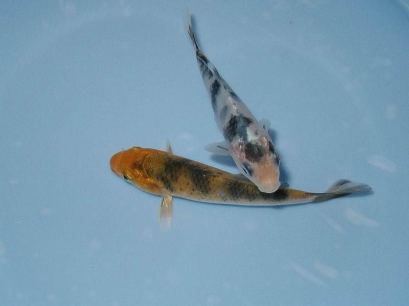 錦鯉養殖技巧與注意事項，錦鯉養殖基本技巧