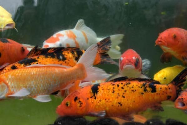 錦鯉養殖技巧與注意事項，錦鯉養殖基本技巧