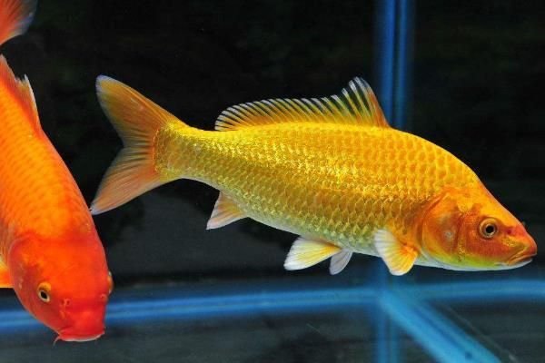 錦鯉養殖技巧與注意事項，錦鯉養殖基本技巧