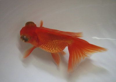 紅龍魚苗批發價格查詢表：紅龍魚苗批發價格信息及價格信息