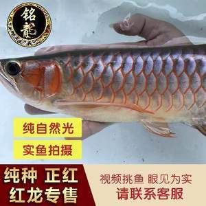 紅龍魚苗批發價格查詢表：紅龍魚苗批發價格信息及價格信息