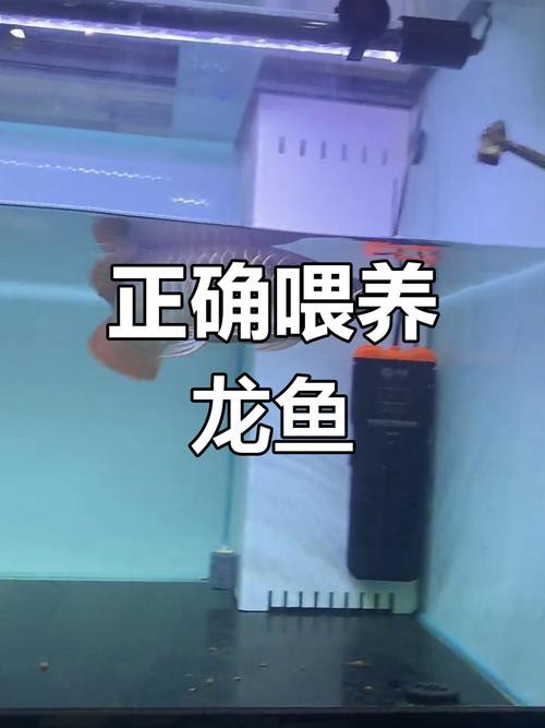 金龍魚幾天喂一次比較好？