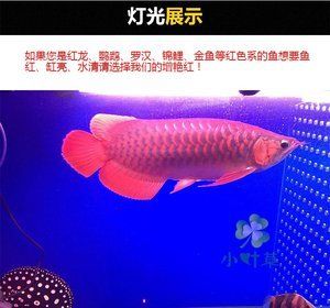 金龍魚缸燈的擺放圖：金龍魚缸燈的擺放