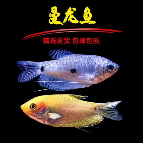 哪種曼龍魚好養(yǎng)