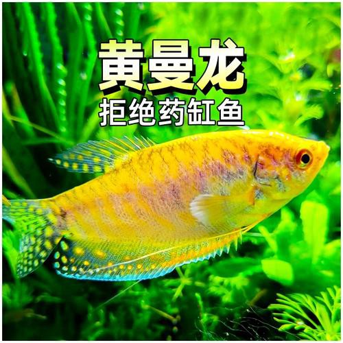 哪種曼龍魚好養(yǎng)