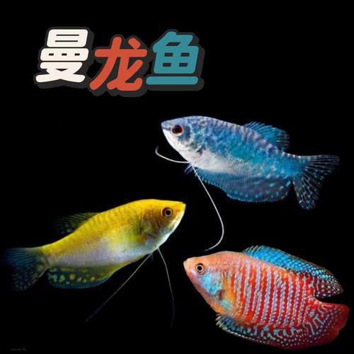 哪種曼龍魚好養(yǎng)