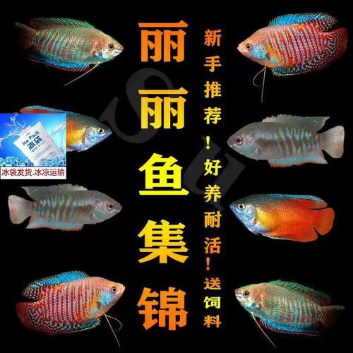 哪種曼龍魚好養(yǎng)