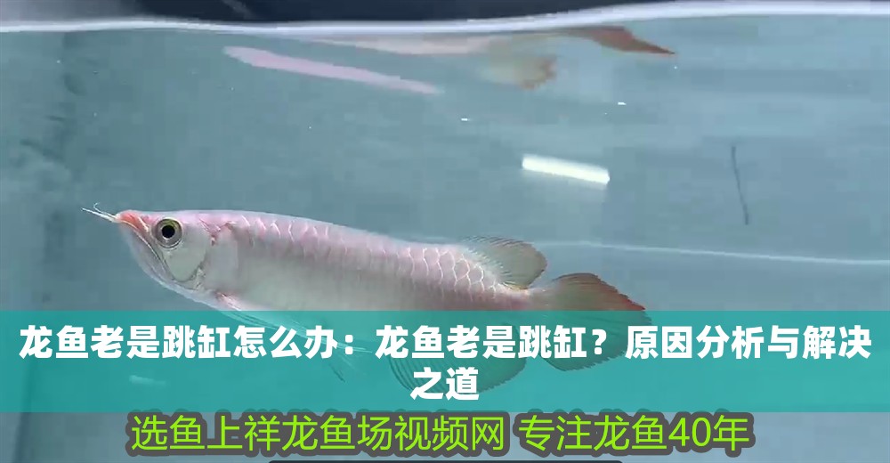龍魚老是跳缸怎么辦：龍魚老是跳缸？原因分析與解決之道