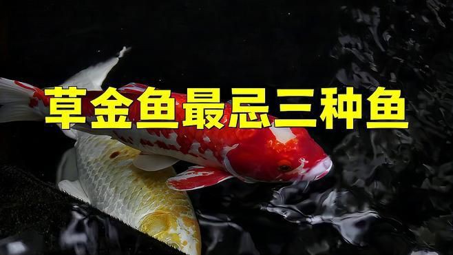 金魚混養最忌三種魚
