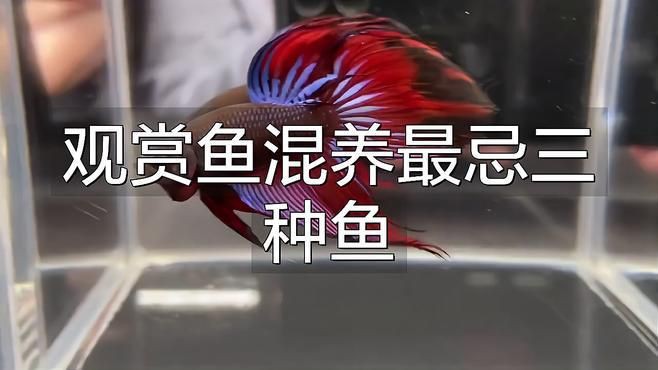金魚混養最忌三種魚