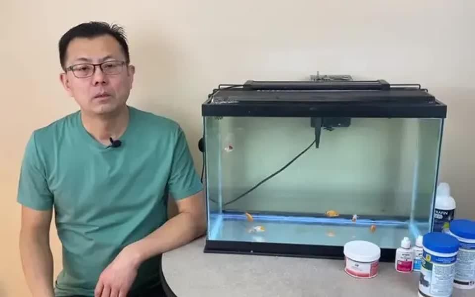 金魚混養最忌三種魚