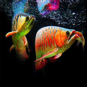 拼多多龍魚是真的嗎（拼多多龍魚真?zhèn)蔚母嘈畔⒖梢試L試通過以下渠道獲取）