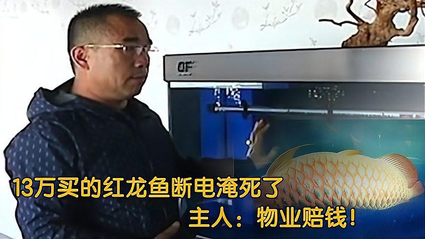 印尼紅龍魚的市場價格如何