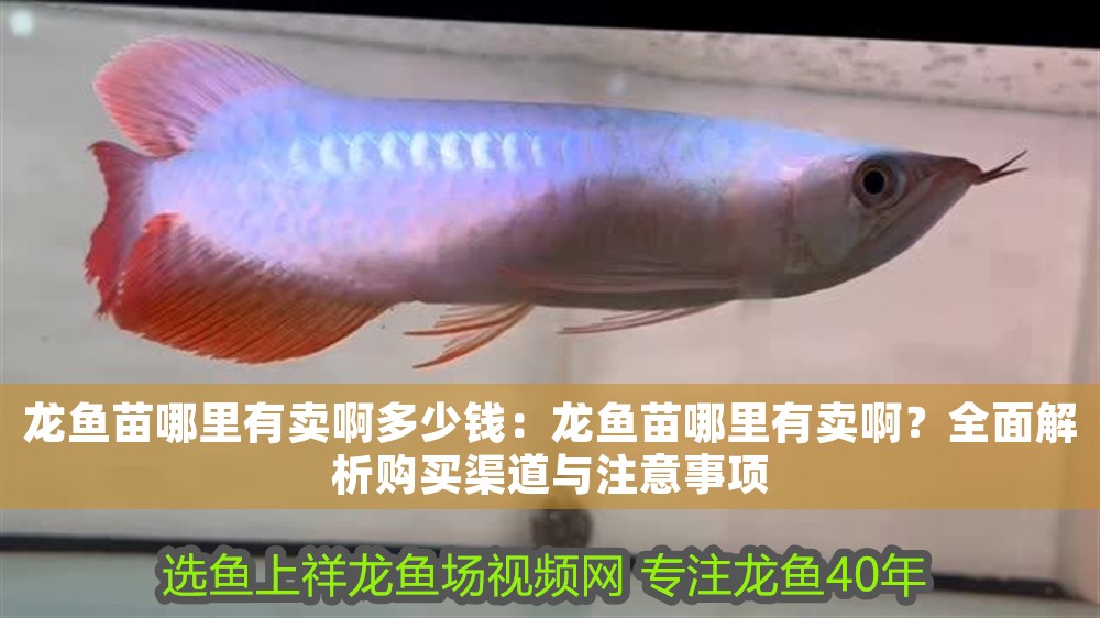 龍魚苗哪里有賣啊多少錢：龍魚苗哪里有賣啊？全面解析購買渠道與注意事項